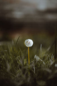 Close-up of dandelion on field