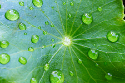 Macro shot of water drops on leaves