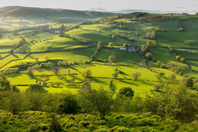 Scenic view of agricultural field