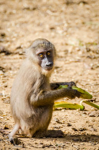 Portrait of monkey sitting