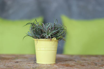 Close-up of plant against blurred background