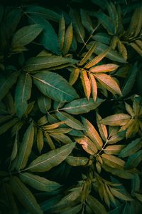 Full frame shot of fresh green leaves