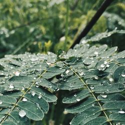 Close-up of wet leaves