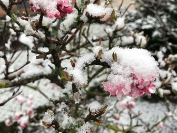 Close-up of frozen flowers on tree during winter