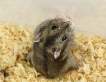 Young hamster