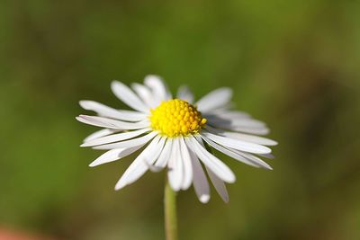 Close-up of white daisy