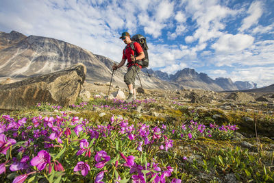 Low angle view of backpacker hiking through lush alpine meadow.