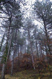 Low angle view of trees in forest