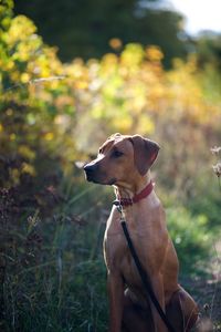 Dog looking away while sitting on field