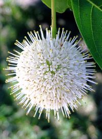 Close-up of white dandelion