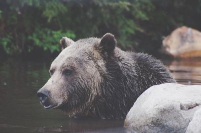 Close-up of bear