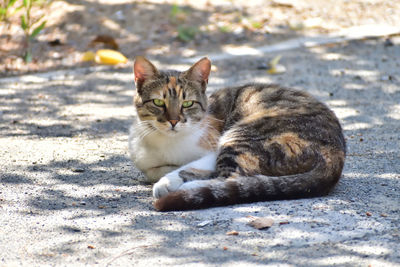 Close-up of cat lying on street