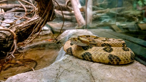 Close-up of snake on rock