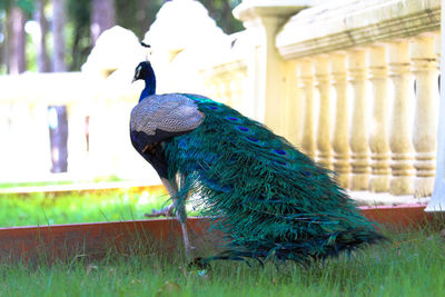 Peacock in a field