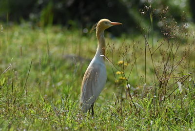 Bird in a field