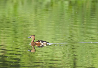 Close-up of duck swimming in lake