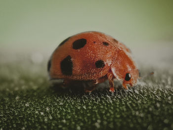 Close-up of ladybug on leaf
