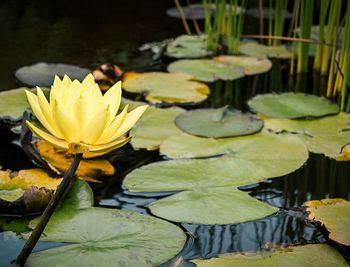 Close-up of lotus water lily