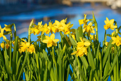 Close-up of yellow daffodil flowers in field