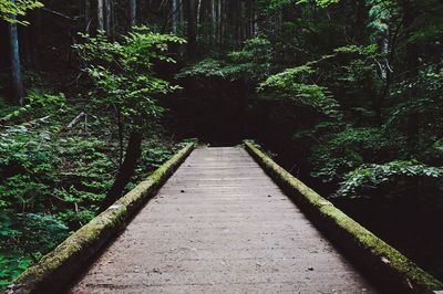 Walkway amidst trees in forest