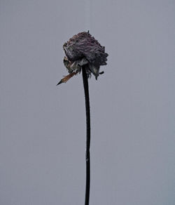 Low angle view of wilted rose against sky 