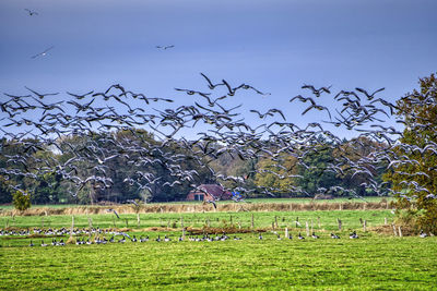 Flock of birds flying in the field