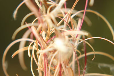 Close-up of flowers growing outdoors
