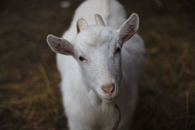 Close-up portrait of a horse