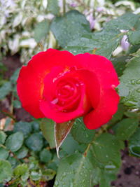 Close-up of red rose blooming outdoors