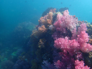 View of coral in sea