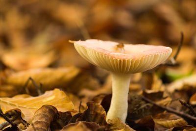 Close-up of mushroom growing outdoors