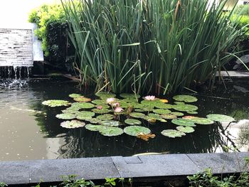 Water lily in lake