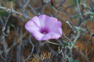 Close-up of pink crocus blooming outdoors