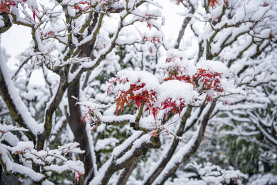 Red leaves under the snow in japan
