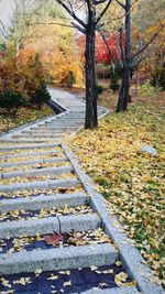 Close-up of autumn leaves on road