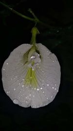 Close-up of wet white flower against black background