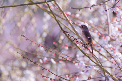 Bird perching on branch