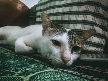 Portrait of cat lying on bed at home