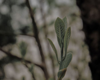 Close-up of plant growing on field