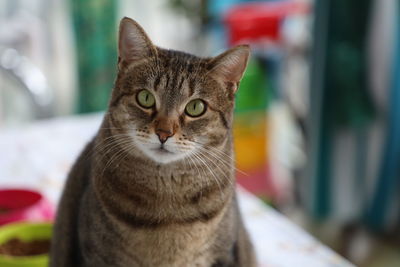 Close-up portrait of a cat