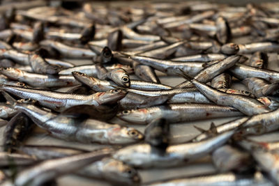 Selective focus. numerous small sardines in the market. sea food.