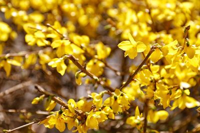 Close-up of yellow flowering plant