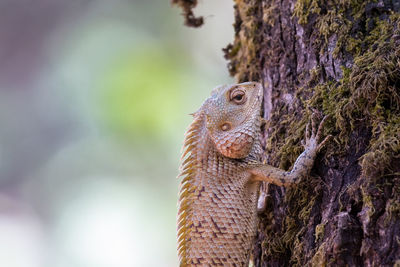 Close-up of lizard on tree trunk