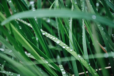 Close-up of water drops on grass