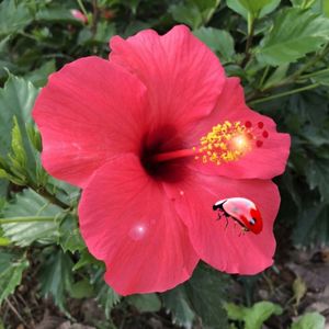 Close-up of red hibiscus flower