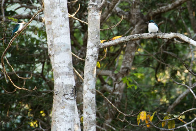 Low angle view of bird perching on tree