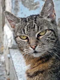 Close-up portrait of a cat