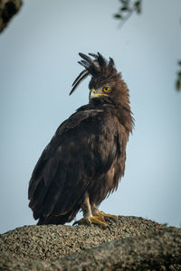 Long-crested eagle perched on branch with catchlight