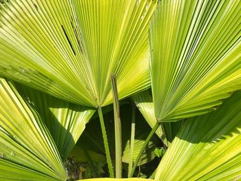 Close-up of palm leaves