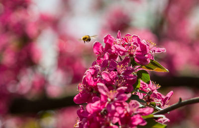 Close-up of bee pollinating on pink flower